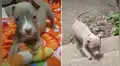 Recogen a perrita sin patas delanteras que fue abandonada, la adoptan y le enseñan caminar [VIDEO]