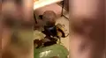 Entran a casa de ‘amante de las ratas’ y son testigos de impactante escena [VIDEO]