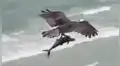 Captan a águila cazando un ‘tiburón’ en medio de una playa y se lo lleva a su nido [VIDEO] 