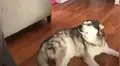 Perro ‘suplica’ a su dueño por recibir abrazo familiar y protagoniza dramática escena [VIDEO]