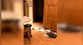 Perro se siente culpable de travesura y así reacciona cuando llega su dueño [VIDEO]