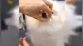 Joven lleva a su perro al veterinario para cambiar su aspecto y ahora luce así [VIDEO] 