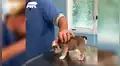 Llevan a perro bebé al veterinario por primera vez y este tiene tierna reacción al se examinado [VIDEO]