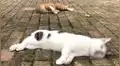 Perros y gatos son arrojados desde lo alto de los edificios por temor al contagio del coronavirus [VIDEO]