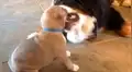 Familia adopta a pequeño cachorro y el perro de la casa tiene una tierna reacción al conocerlo [VIDEO]