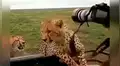 Guepardos acechan a fotógrafo en la selva y él los ahuyenta de insólita forma [VIDEO]