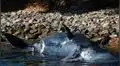 Ballena preñada muere con 22 kilos de basura plástica en estómago [FOTOS]
