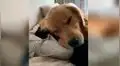 Mujer regresa a su vivienda y descubre a su perro con su novio en una tierna escena [VIDEO]