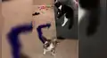 Novios vuelven a casa y encuentra que su gato tiene nueva ‘mascota’ para jugar [VIDEO]