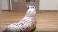 Coloca tigre de peluche junto a sus perros y estos tienen curiosa reacción al verlo [VIDEO]