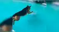Facebook viral: perro se lanza a piscina para salvar a su dueña que se estaba ahogando [VIDEO]