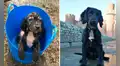 Perrito abandonado fue adoptado por la Policía y ahora es uno de ellos