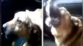 Perro regresa a casa, luego de estar perdido y trata de explicarle a su dueña dónde estuvo [VIDEO]