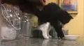 Travieso gato ‘desafía’ a su dueña y termina rompiendo un plato de la cocina [VIDEO]