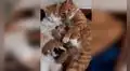 Joven descubre que sus gatos tuvieron crías y estos se los ‘presentan’ [VIDEO]