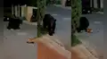 Valiente chihuahua se enfrenta y hace huir a oso que paseaba por vecindario 