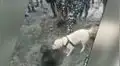 Un perro buscaba bombas y encontró un hombre enterrado con vida [VIDEO]