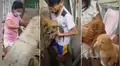 Mujer y su hijo rescatan a tres pequeños perros que fueron abandonados debajo de la basura [VIDEO]
