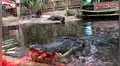 Hombre arroja sandía a la boca de enorme cocodrilo y este la destroza en mil pedazos [VIDEO] 
