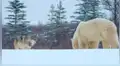Enorme oso polar se enfrenta a una manada de lobos hambrientos y sucede lo inesperado [VIDEO]