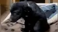 Tierno cachorro muestra su sonrisa para que una familia decida adoptarlo [VIDEO] 