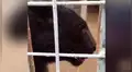 Joven acude a zoológico, acerca su teléfono a jaula de feroz pantera y depredador tiene inesperada reacción [VIDEO]