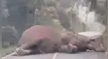 Joven llega tarde a su trabajo al encontrarse con gigantesco animal en plena carretera [VIDEO] 