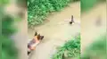 Pato salvaje realiza ingenioso truco para huir de perro que quería cazarlo [VIDEO]