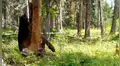 Facebook viral: hambriento oso encuentra comida dentro de árbol y hace lo imposible para sacarlo [VIDEO] 