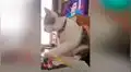Gato le hace tierno ‘favor’ a su dueña y protagoniza conmovedora escena junto a ella [VIDEO]