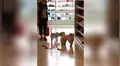 Perro se reencuentra con su ‘amiga’ en una tienda y protagonizan emotivo momento [VIDEO]
