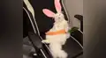 YouTube viral: realiza "experimento" que une a gato con conejo y el resultado es desconcertante [VIDEO]