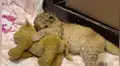 Hombre rescata a león bebe y este cautiva con su tierna actitud a la hora de dormir [VIDEO]