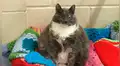 Facebook: la gata más gorda del mundo fue abandonada por cuarta vez y la razón sorprende [FOTOS]