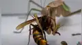 Mantis paraliza a avispa asesina y la devora en cuestión de segundos [VIDEO]