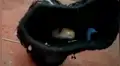 Joven revisa dentro de su calcetín y encuentra una venenosa serpiente [VIDEO]