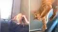 Gato juega con las cortinas, su dueño lo descubre y queda atrapado al intentar escapar [VIDEO] 