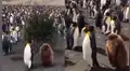 YouTube viral: Pingüino peludo sorprende a miles al tratar de infiltrarse en colonia de emperadores