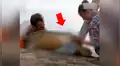 Pareja saca enorme criatura marina atrapada entre dos piedras y sucede algo conmovedor [VIDEO] 