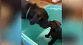 Perro conoce al nuevo cachorro que adoptó su familia y le da tierno recibimiento [VIDEO]
