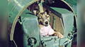 Laika, la perrita lanzada al espacio hace 60 años