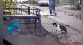 Gato ‘enamorado’ encuentra globo tirado en la calle y se lo regala a su ‘pareja’ [VIDEO]