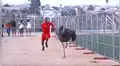 YouTube viral: avestruz y atleta midieron su velocidad y esta fue la abismal diferencia