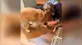 Perro causa furor por su insólita reacción al ver que su dueña acaricia a un gato [VIDEO] 