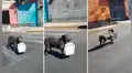 Perro hace las compras para ‘agradecer’ al anciano que lo rescató de la calle [VIDEO]