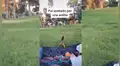Traviesa ardilla le roba fruta a despistado joven que hacía ‘picnic’ en medio de un parque [VIDEO]