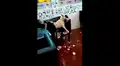 Facebook viral: perro enloquecido es detenido por la policía tras causar destrozos en heladería [VIDEOS]