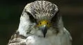 Halcón peregrino: la ciencia descubre que el animal más rápido del mundo inverna en el Perú
