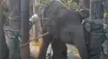 Tailandia: tortura y explotación, la cruel vida de elefantes usados para diversión de turistas 
