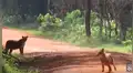 Facebook viral: Chacal escapa de furtiva emboscada de leopardo y su osada reacción le salva la vida [VIDEO]
